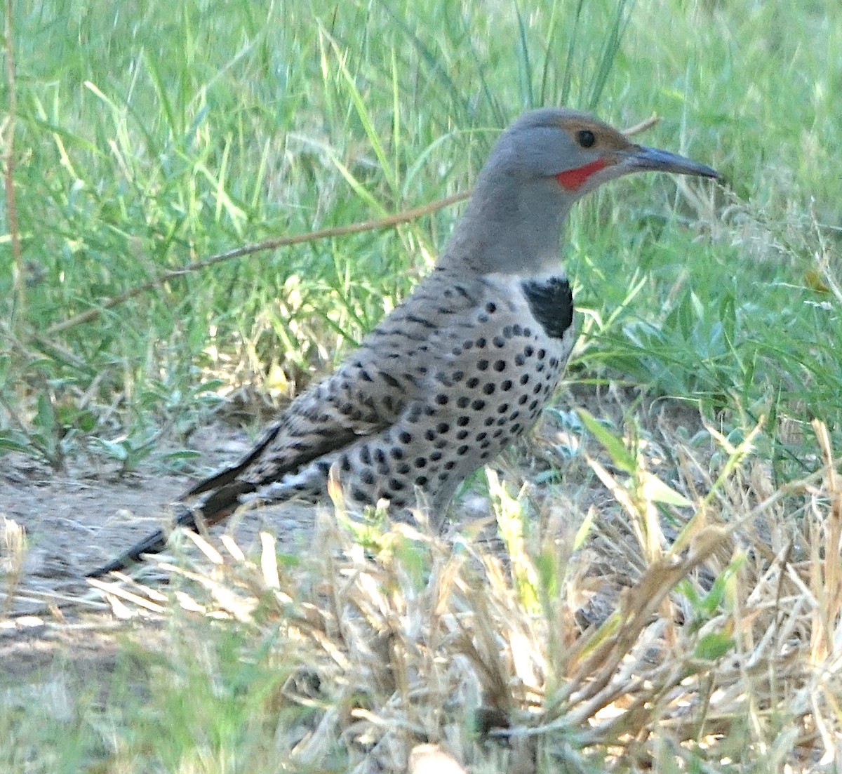 Pic flamboyant (groupe cafer) - ML644550219