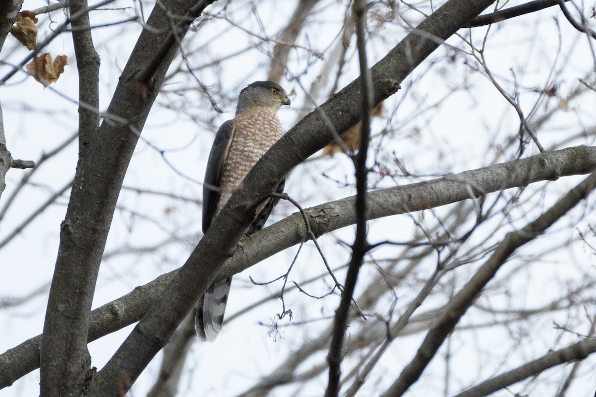 Cooper's Hawk - ML644550227