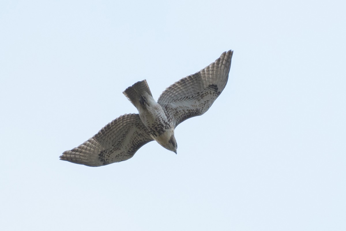 Red-tailed Hawk - ML644550233