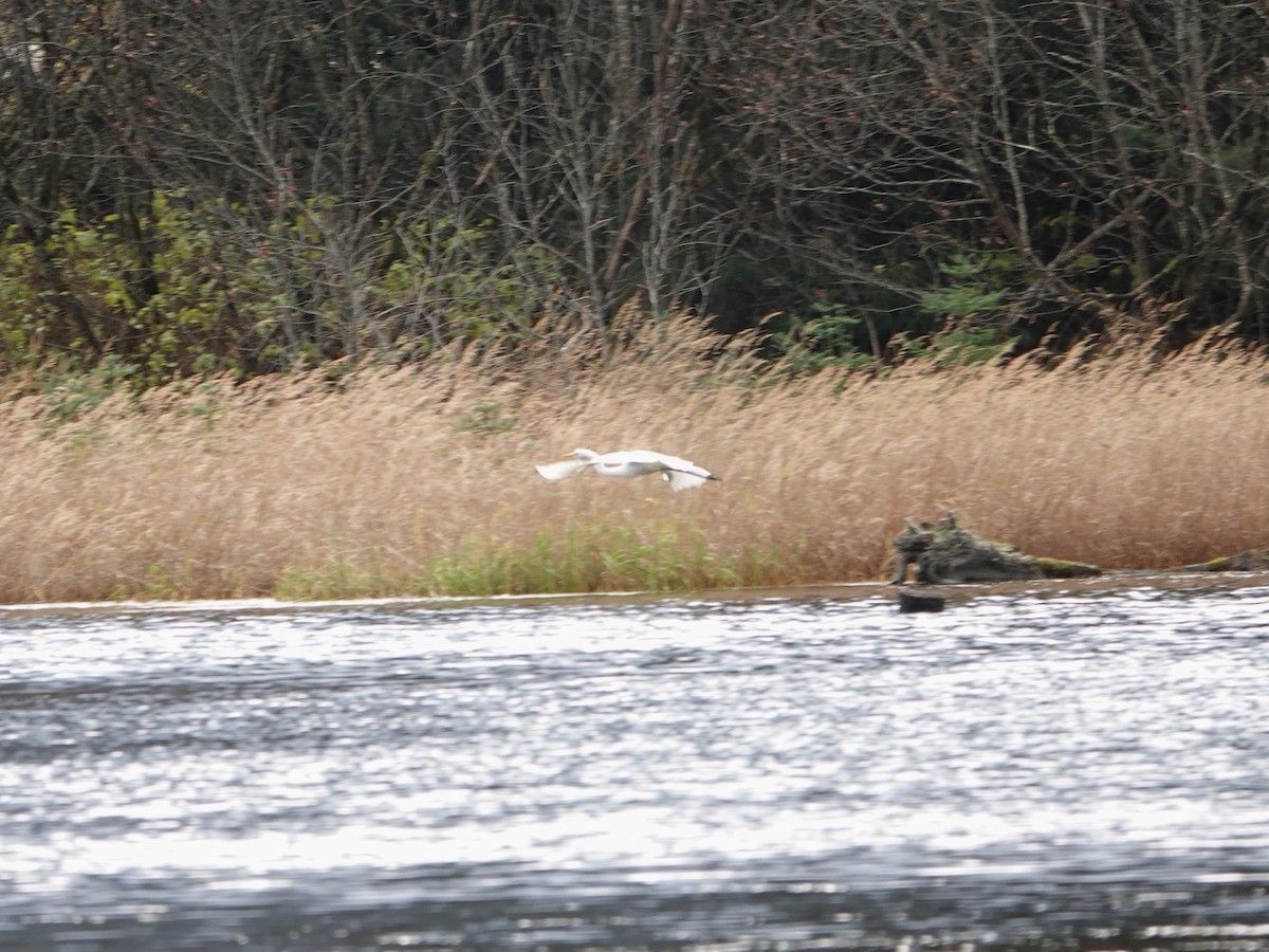 Чапля велика - ML644550237