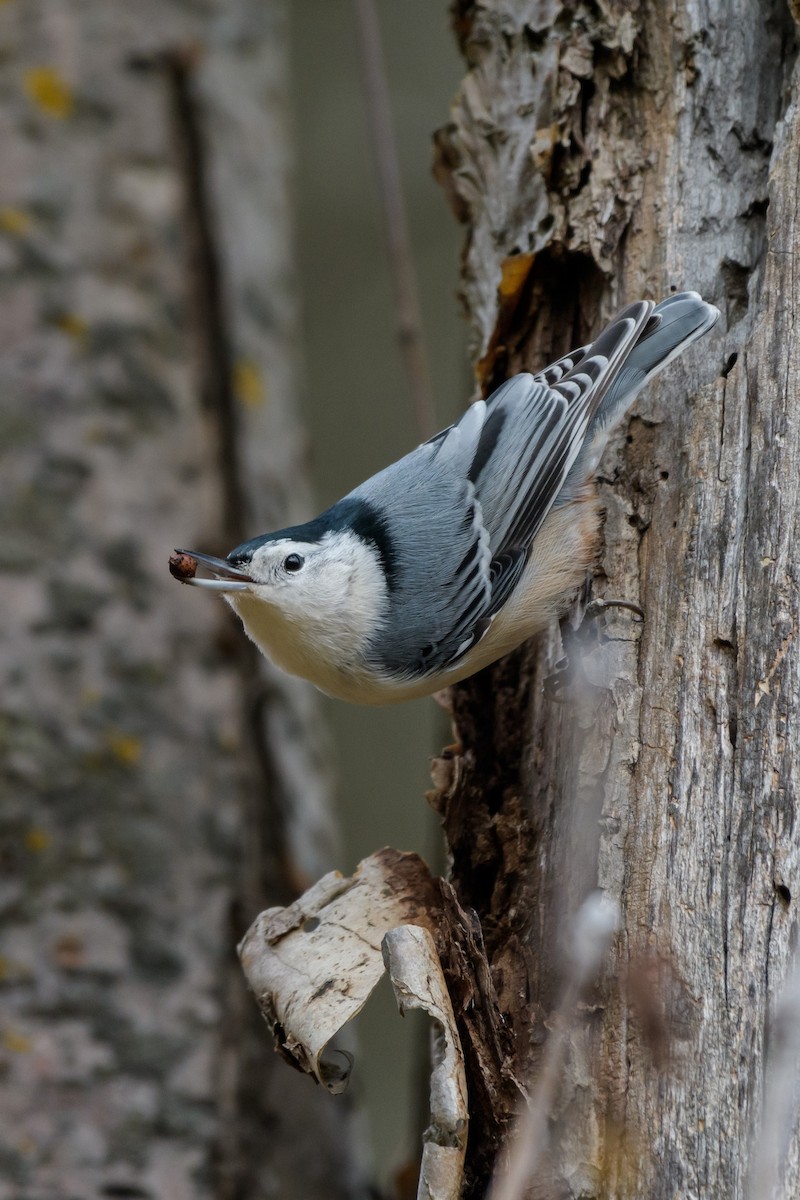 White-breasted Nuthatch - ML644550242