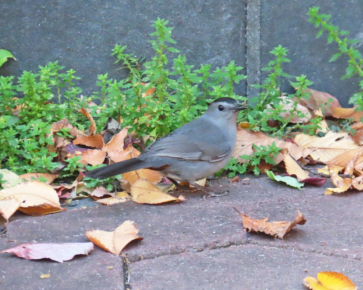 Gray Catbird - ML644550243