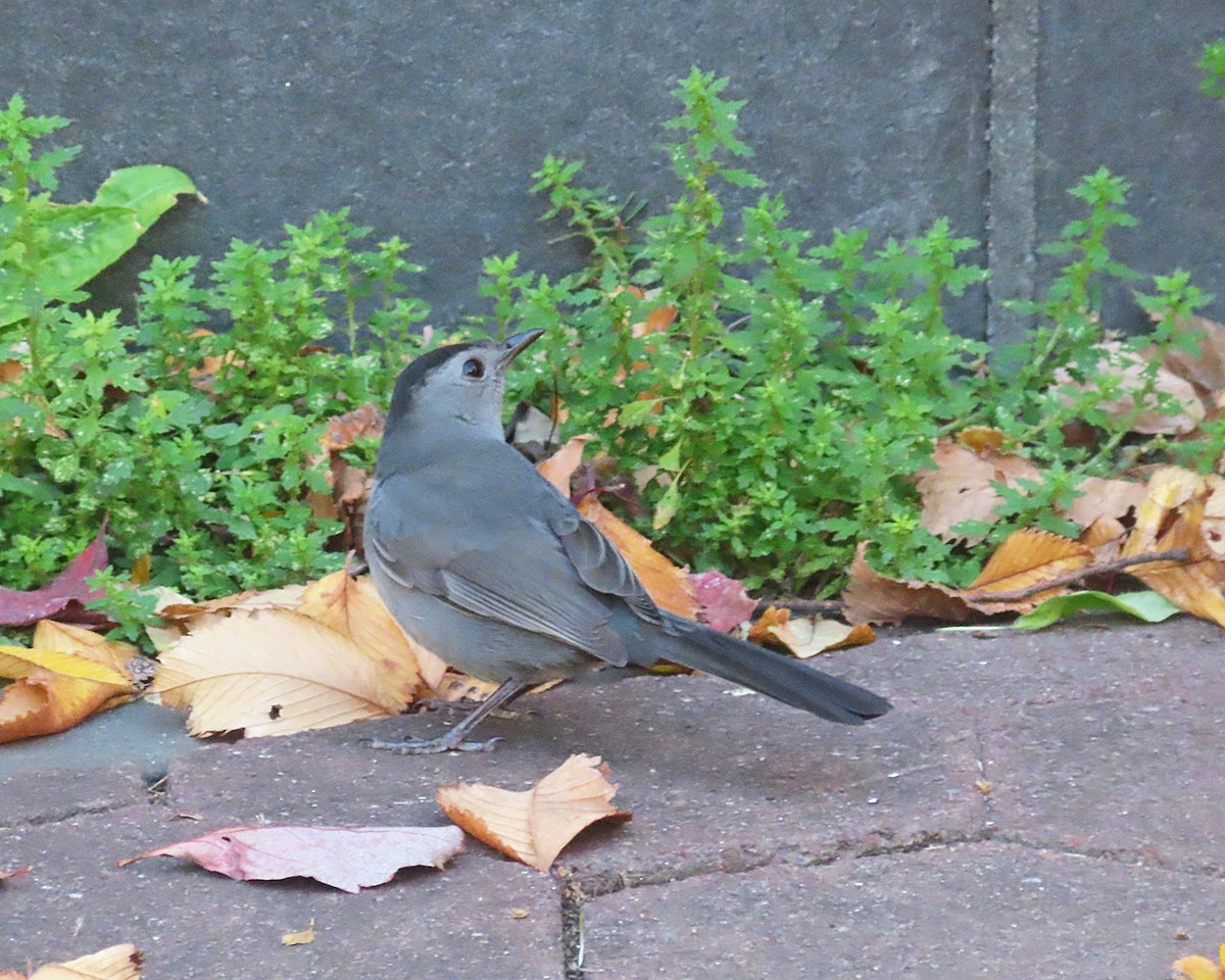 Gray Catbird - ML644550244