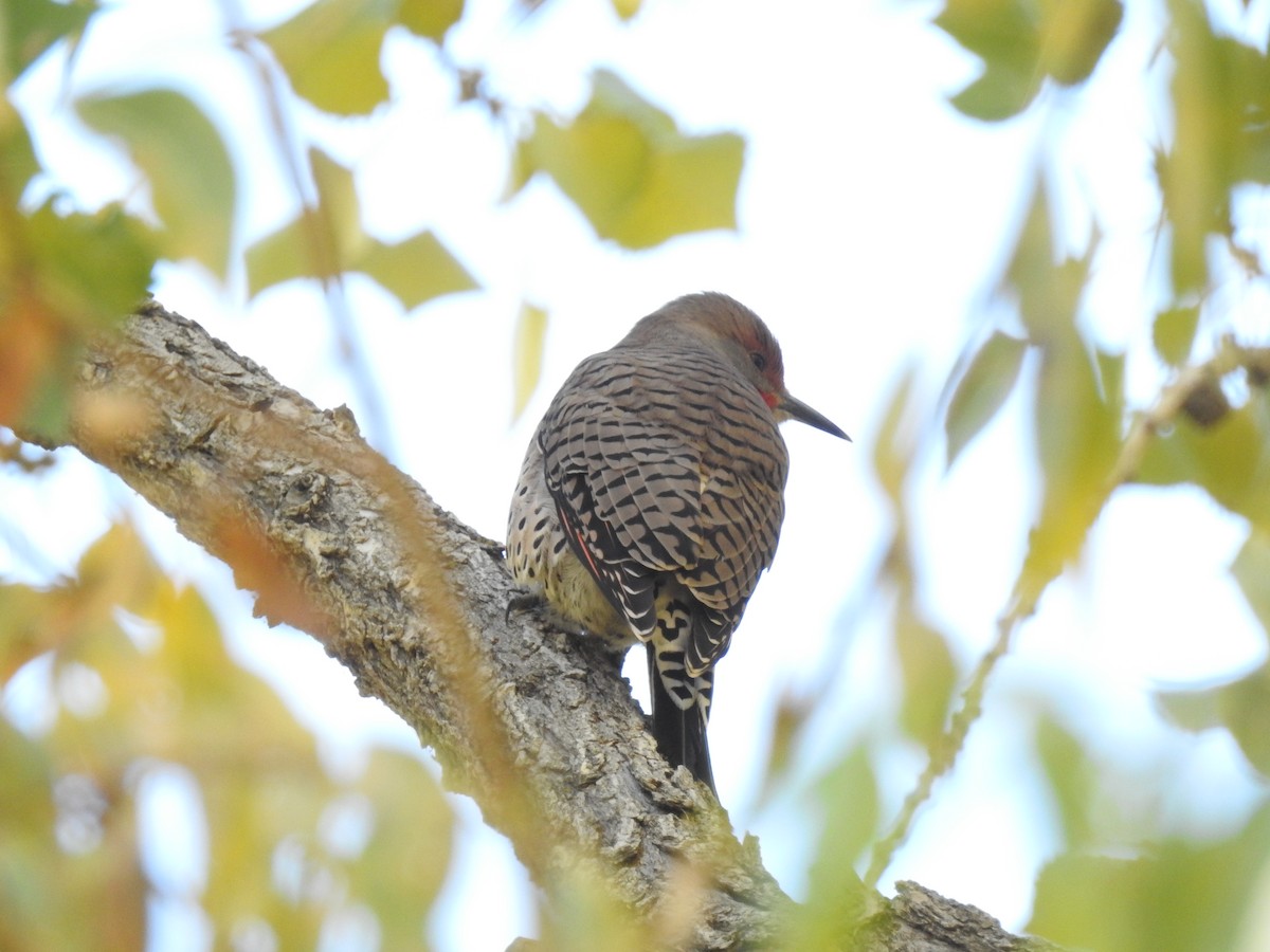 Pic flamboyant - ML644550249