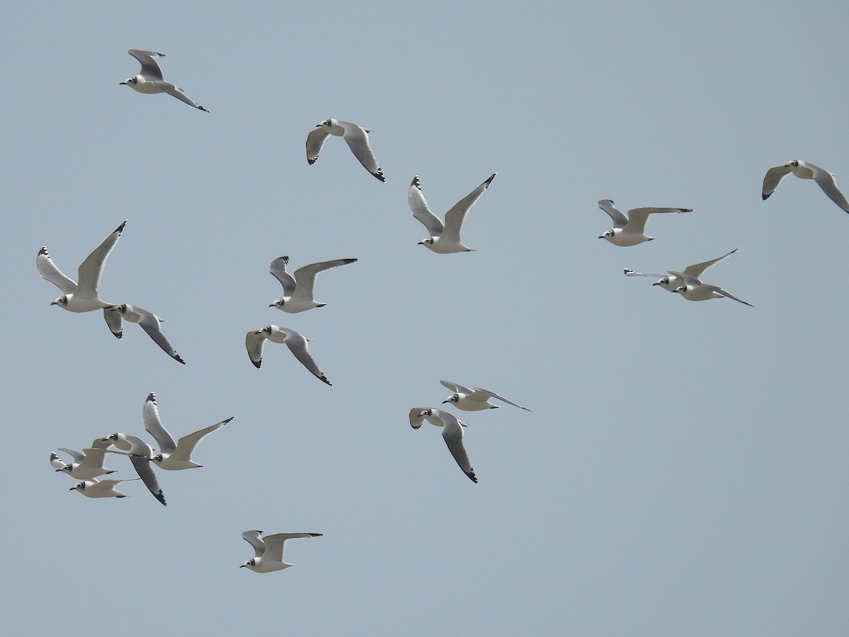 Franklin's Gull - ML644550253