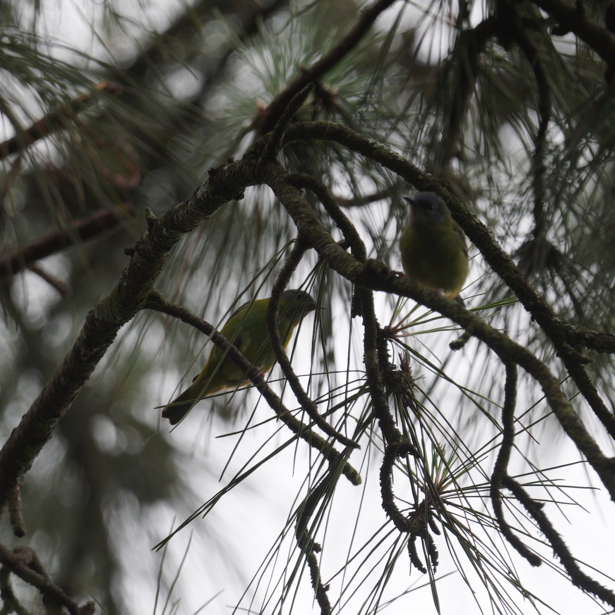 Blue Dacnis - ML644550255