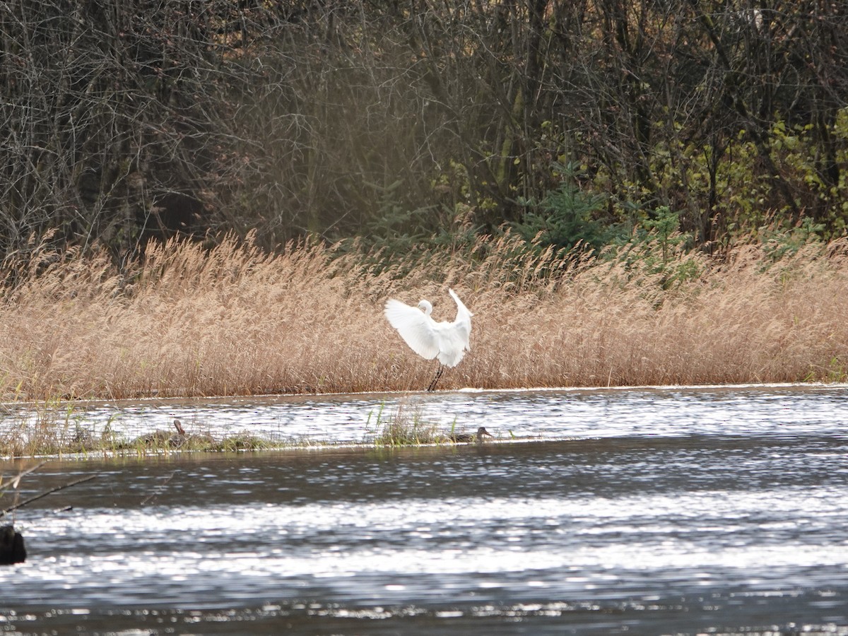 Чапля велика - ML644550256