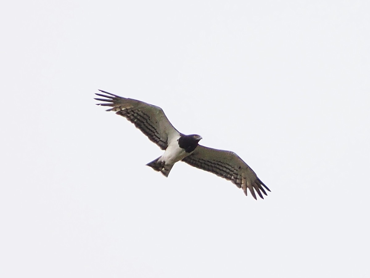 Black-chested Snake-Eagle - ML644550269