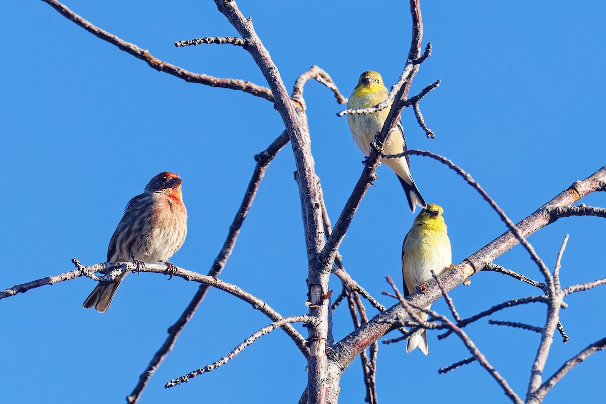 American Goldfinch - ML644550290