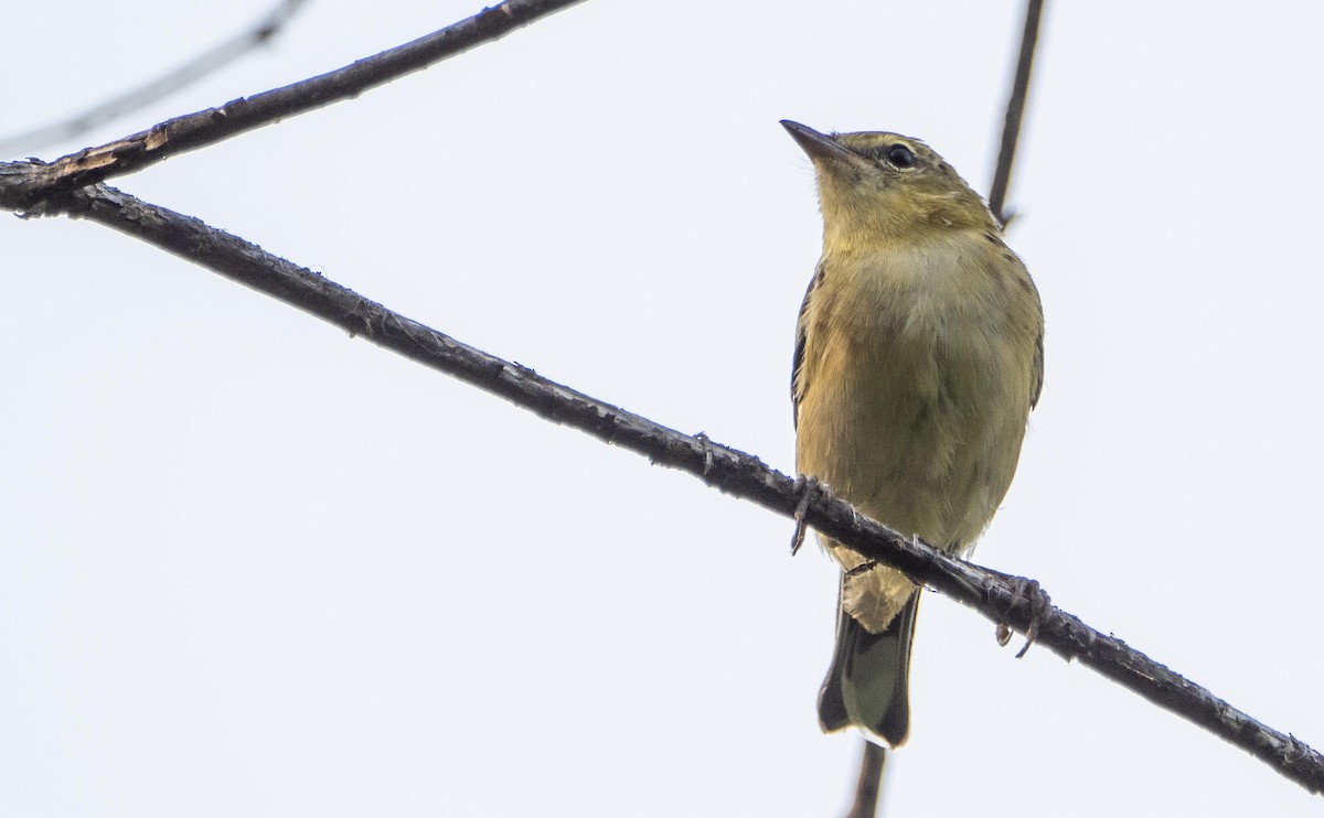 Kestane Gerdanlı Ötleğen - ML644550292