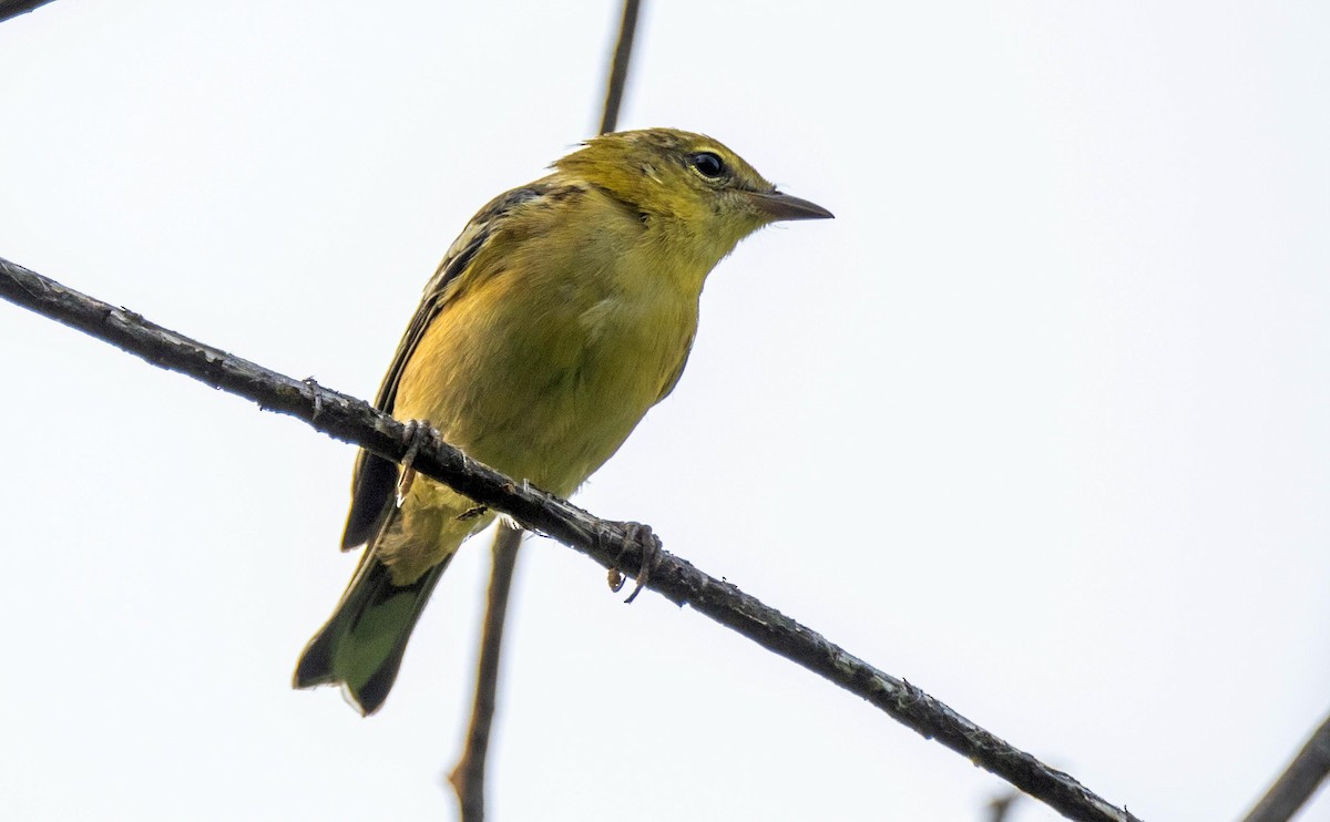 Kestane Gerdanlı Ötleğen - ML644550293