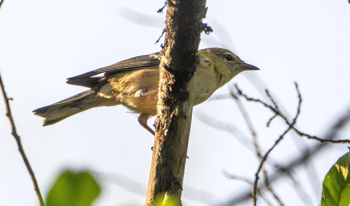 Kestane Gerdanlı Ötleğen - ML644550294