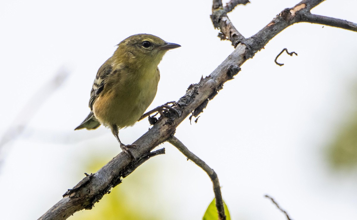 Kestane Gerdanlı Ötleğen - ML644550295