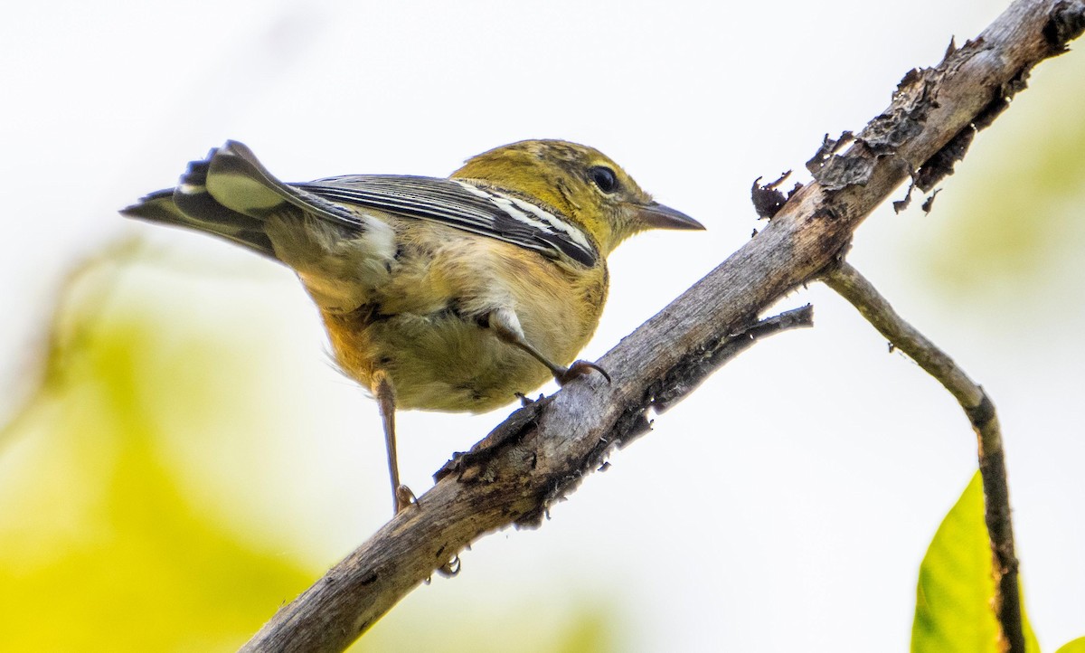 Kestane Gerdanlı Ötleğen - ML644550296