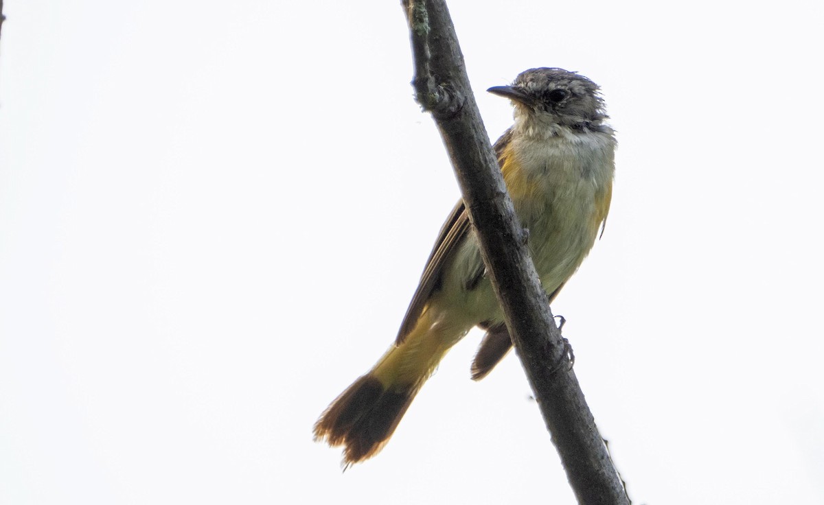 Kızıl Kuyruklu Ötleğen - ML644550297