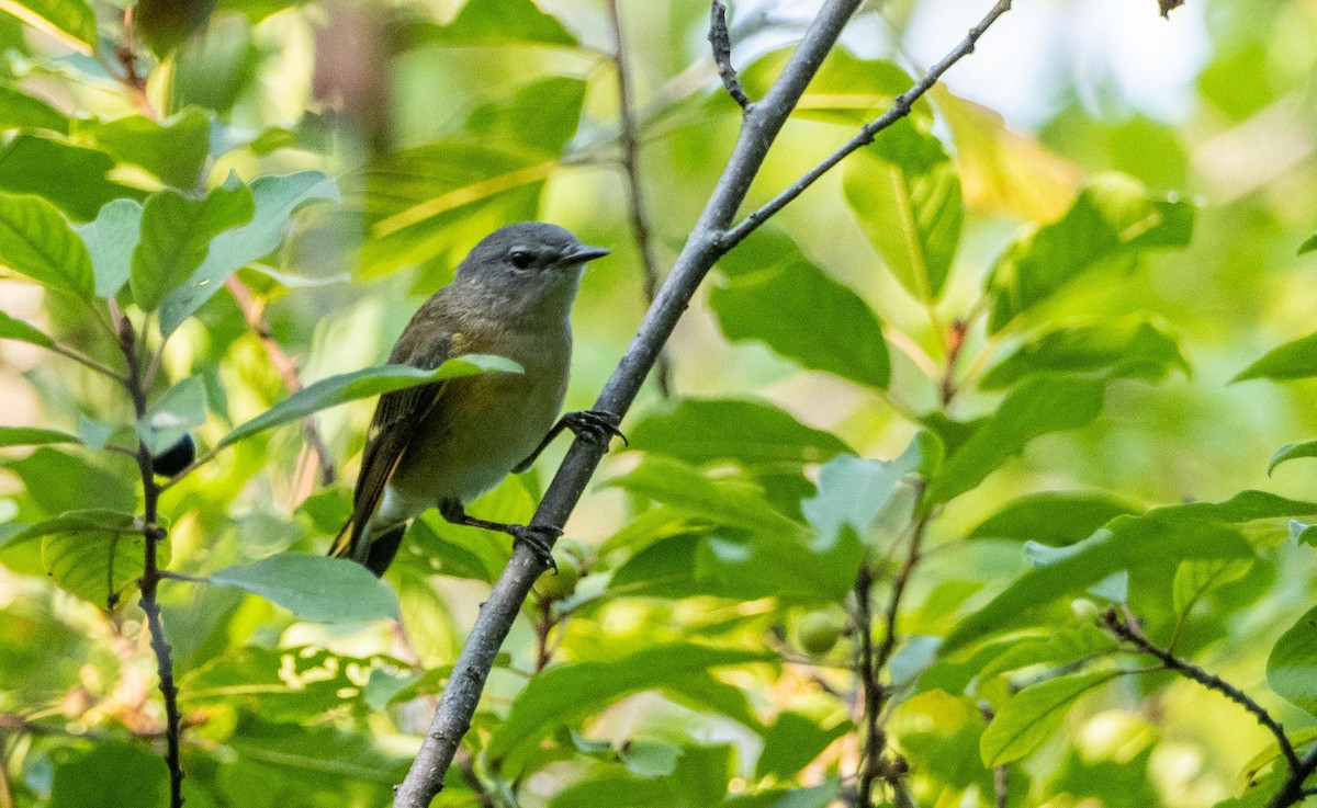 Kızıl Kuyruklu Ötleğen - ML644550298