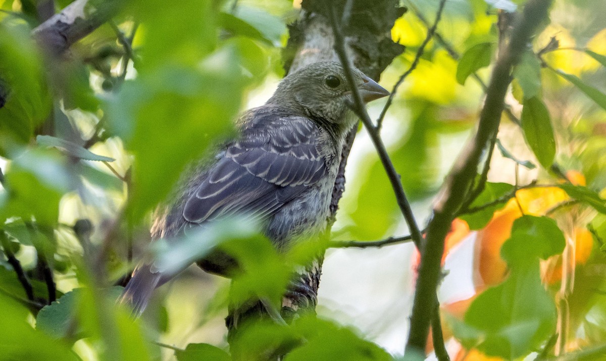Brown-headed Cowbird - ML644550300