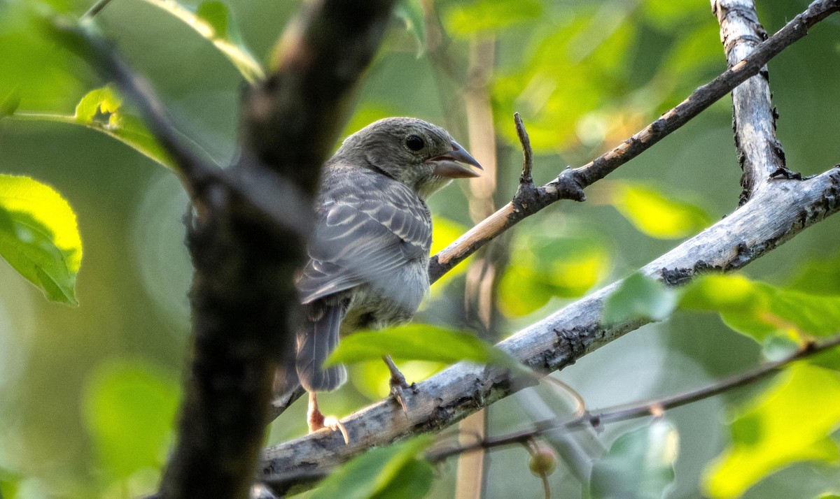 Brown-headed Cowbird - ML644550301