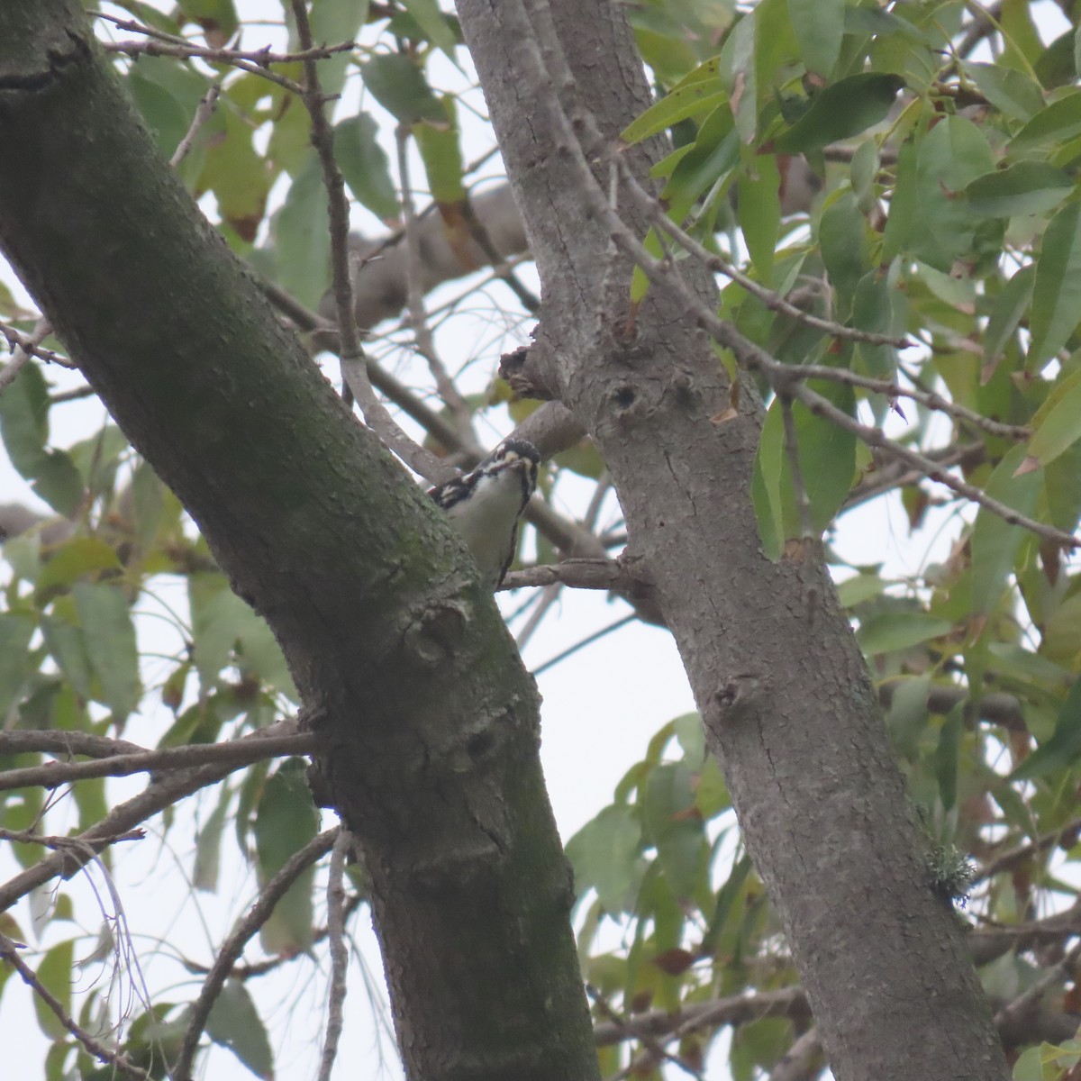 Nuttall's Woodpecker - ML644550302