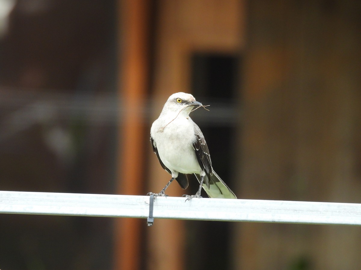 Tropical Mockingbird - ML644550310