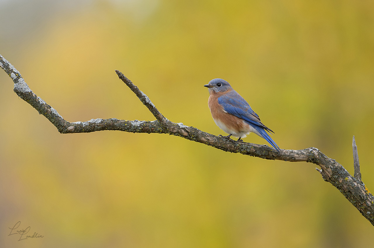 Eastern Bluebird - ML644550311