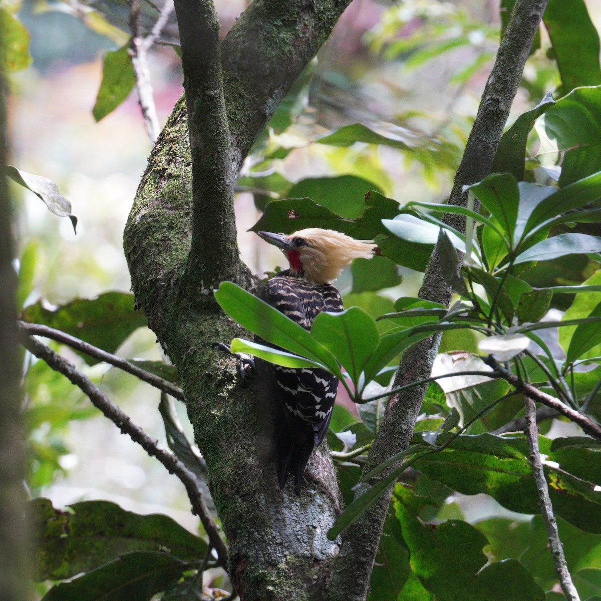 Pic à tête blonde - ML644550312