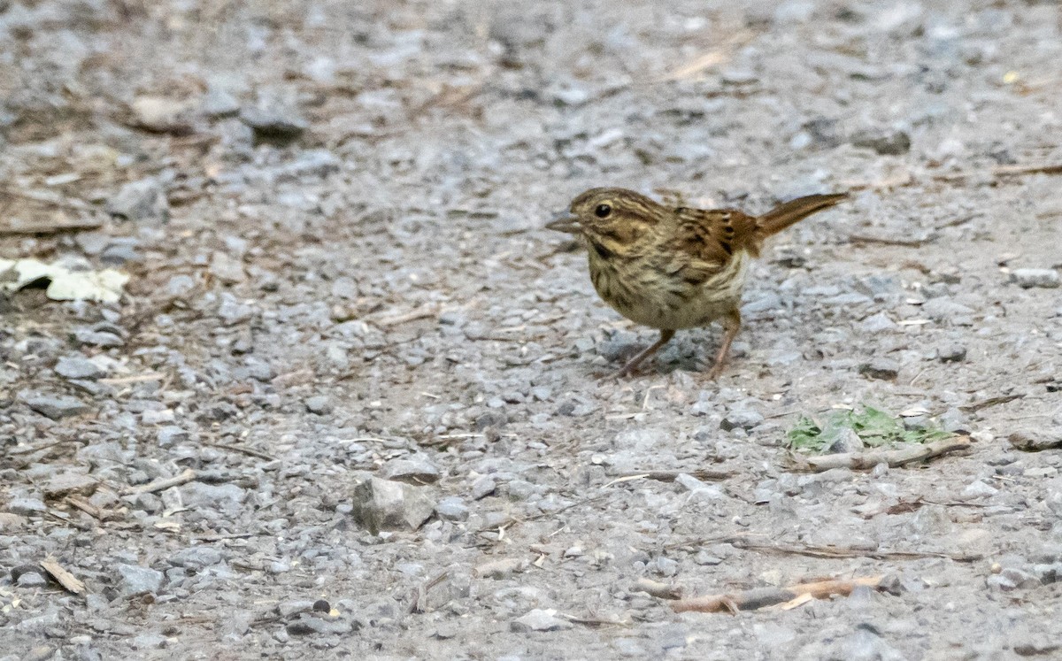 sangspurv - ML644550313