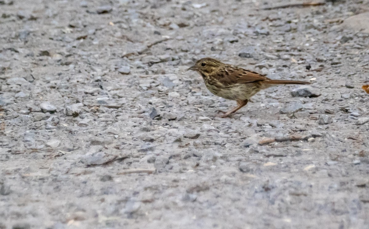 sangspurv - ML644550314