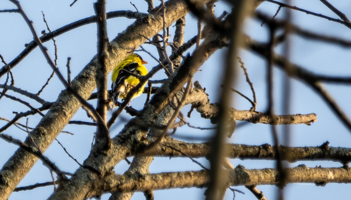 American Goldfinch - ML644550320