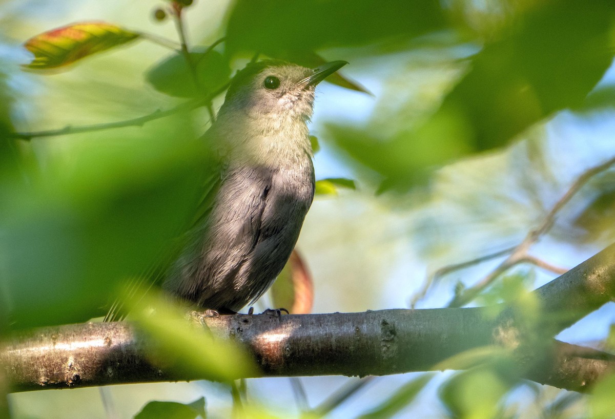 Gray Catbird - ML644550330