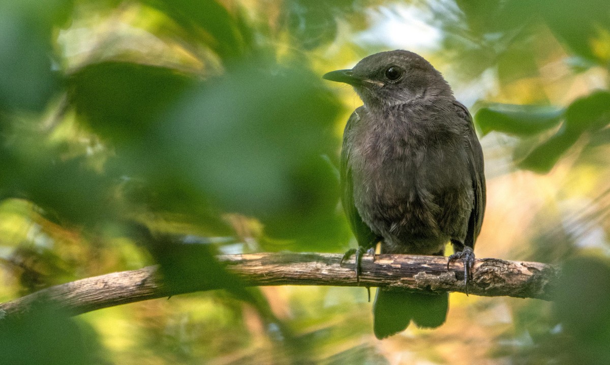 Gray Catbird - ML644550331