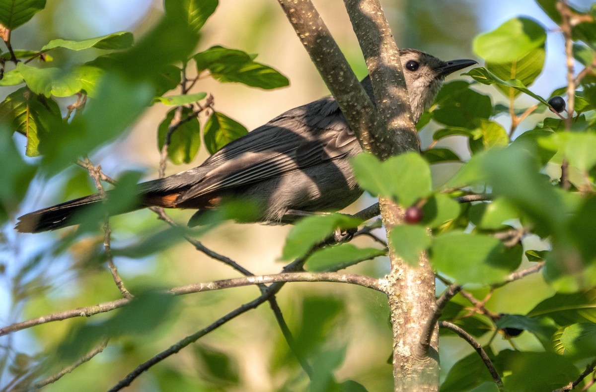 Gray Catbird - ML644550332