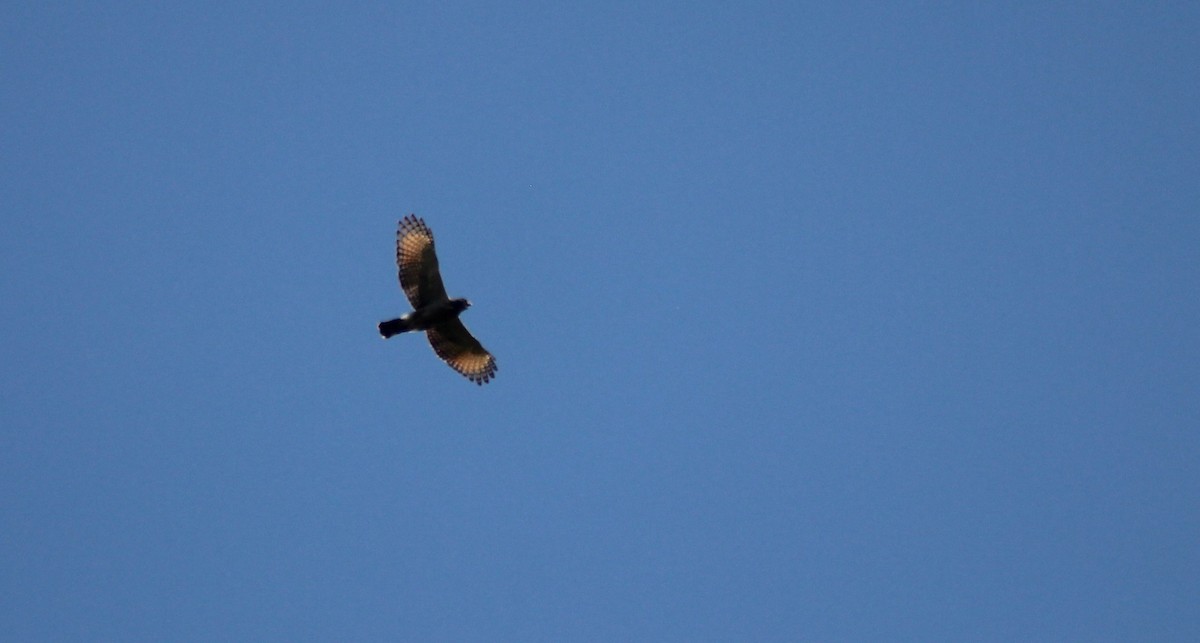 Roadside Hawk - ML644550334
