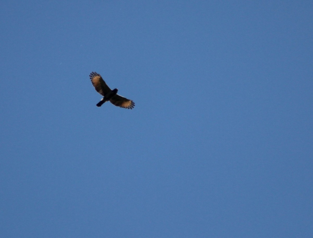 Roadside Hawk - ML644550336