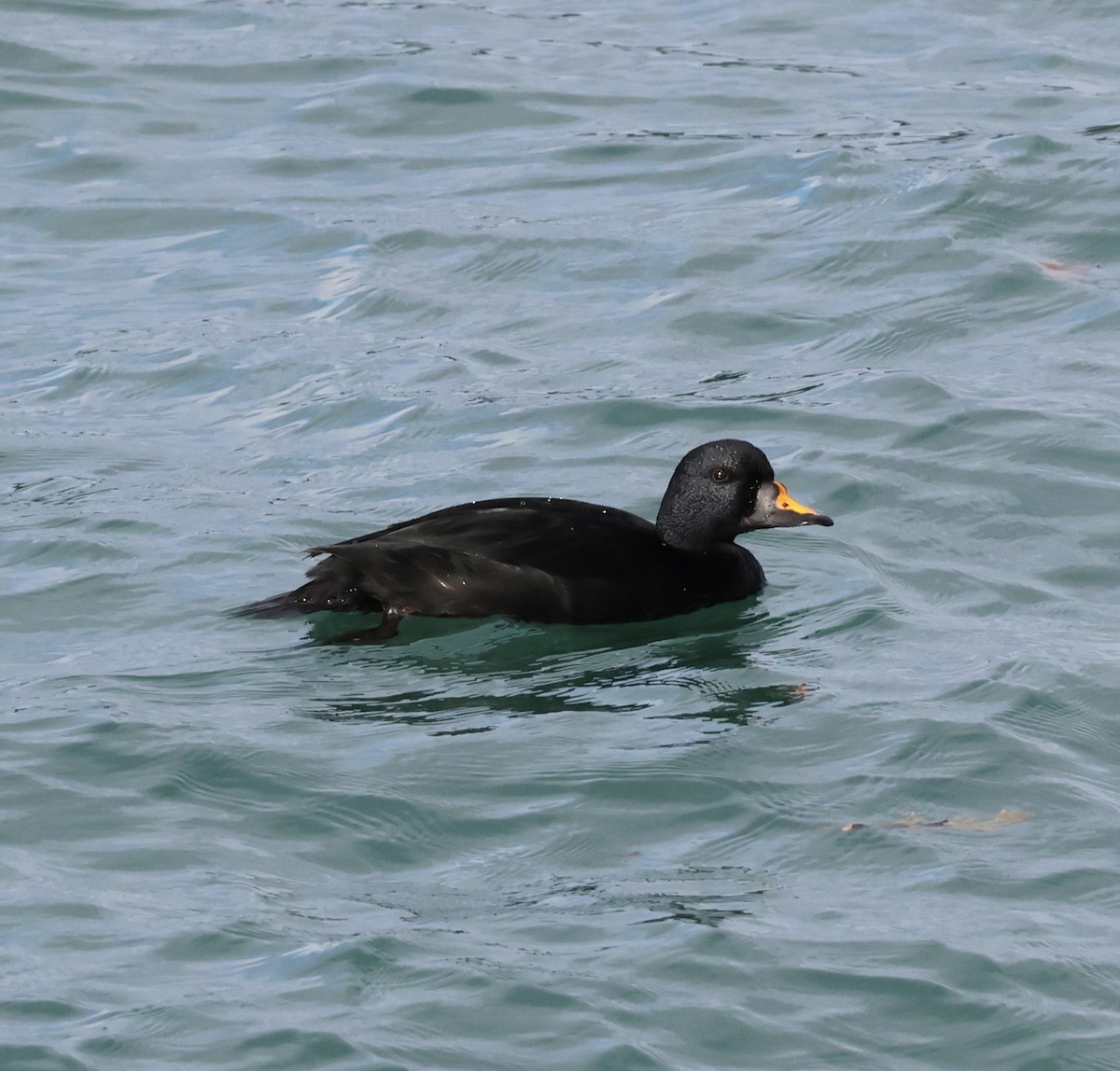 Common Scoter - ML644550344