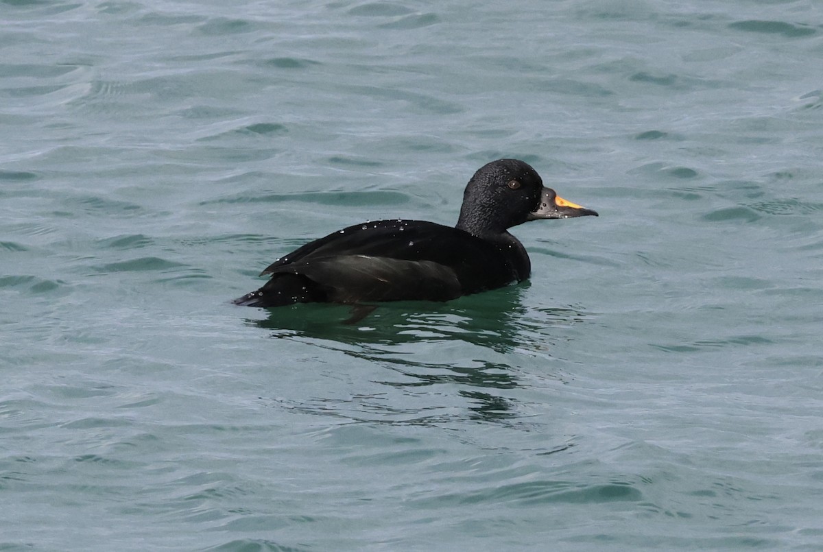 Common Scoter - ML644550345