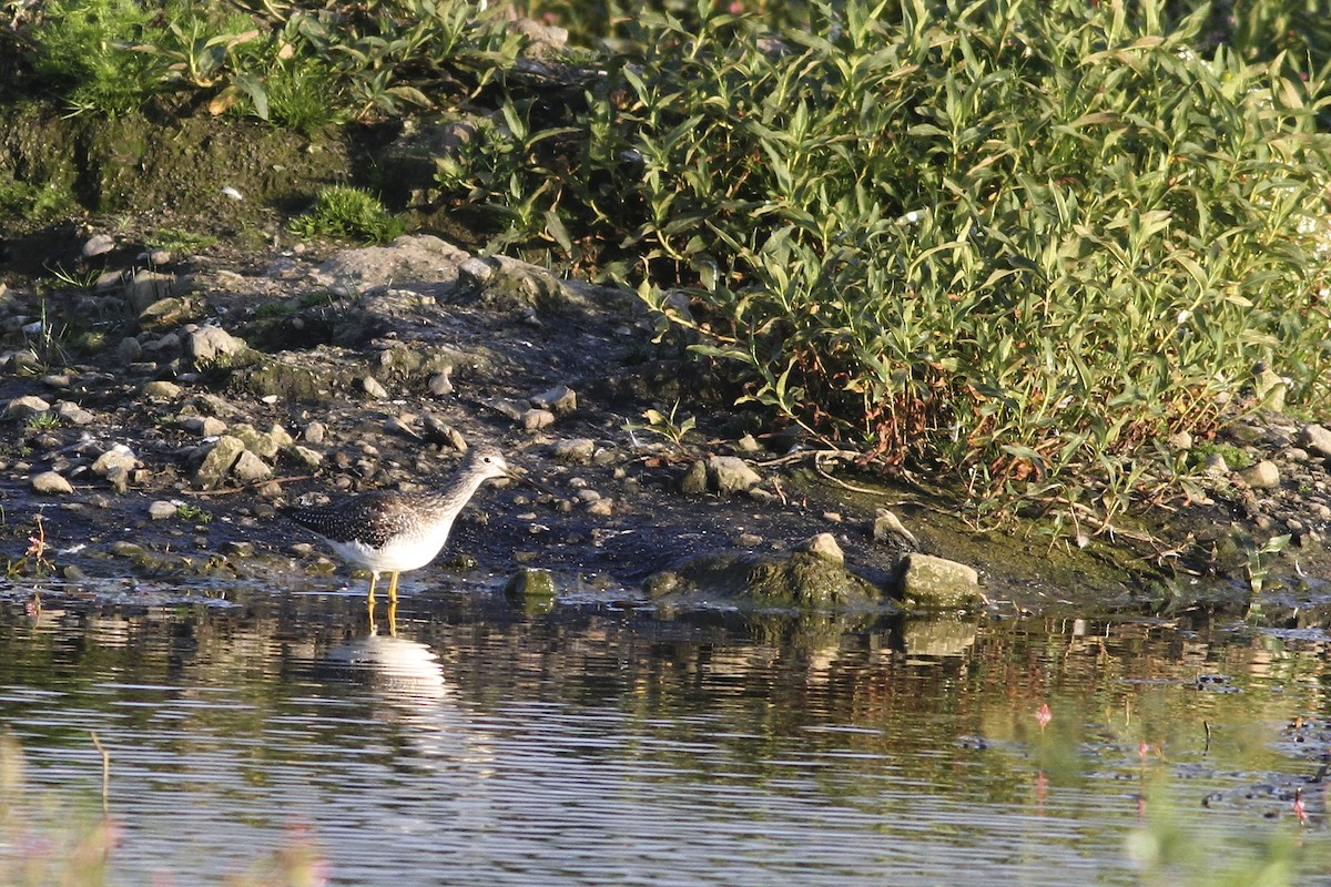 plystresnipe - ML644550346