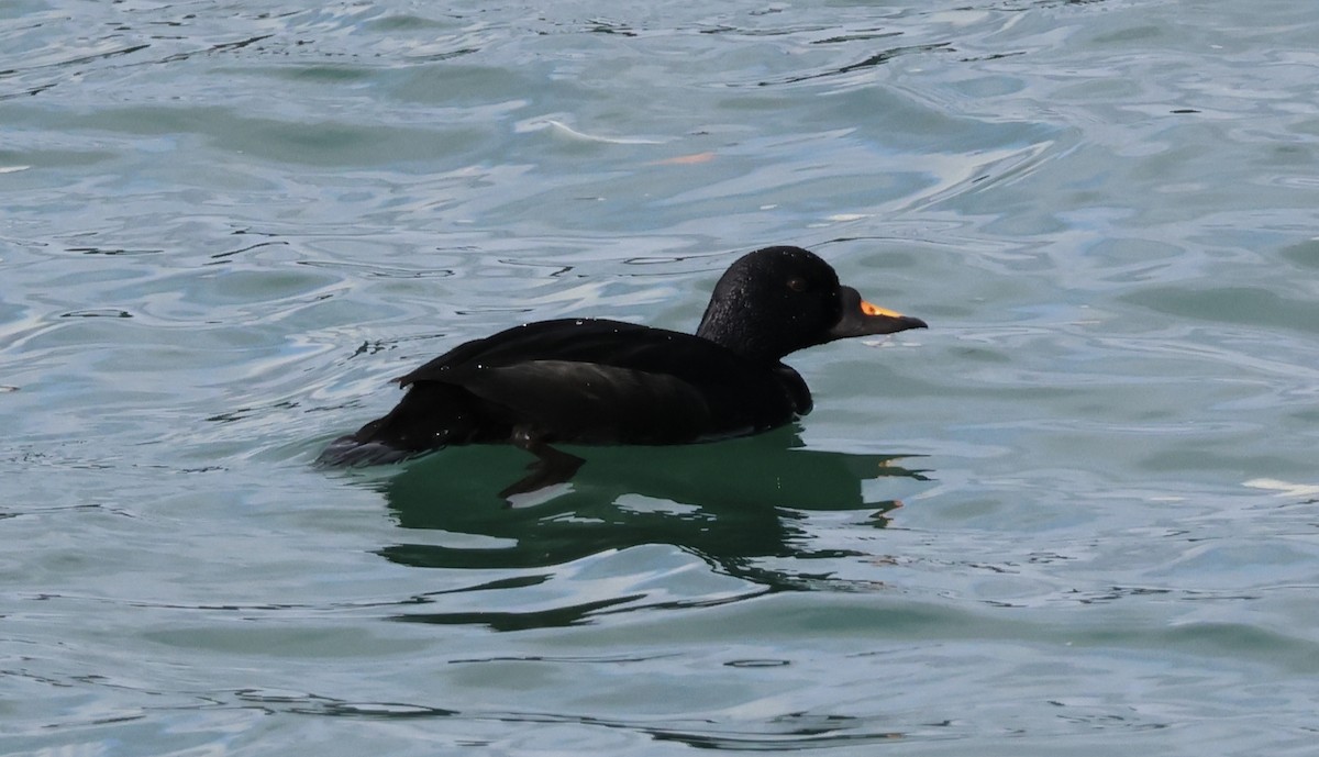 Common Scoter - ML644550347