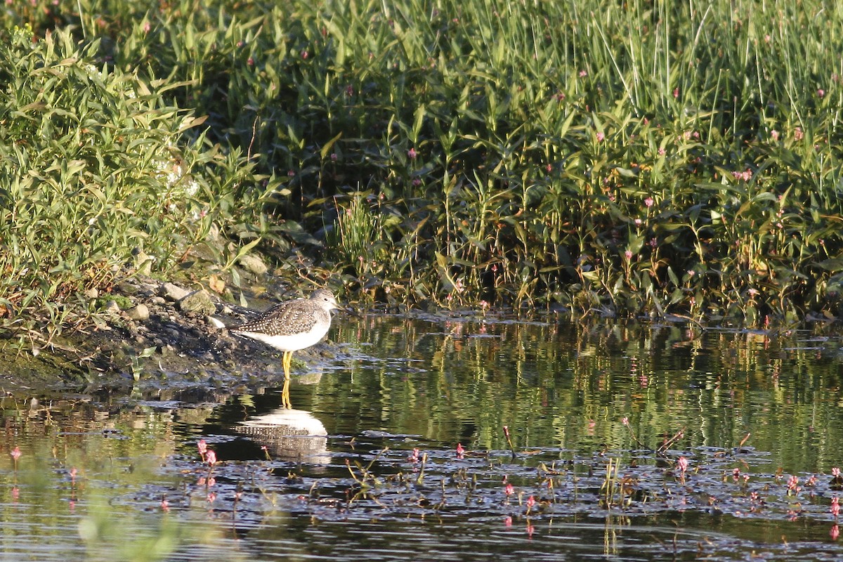 plystresnipe - ML644550348