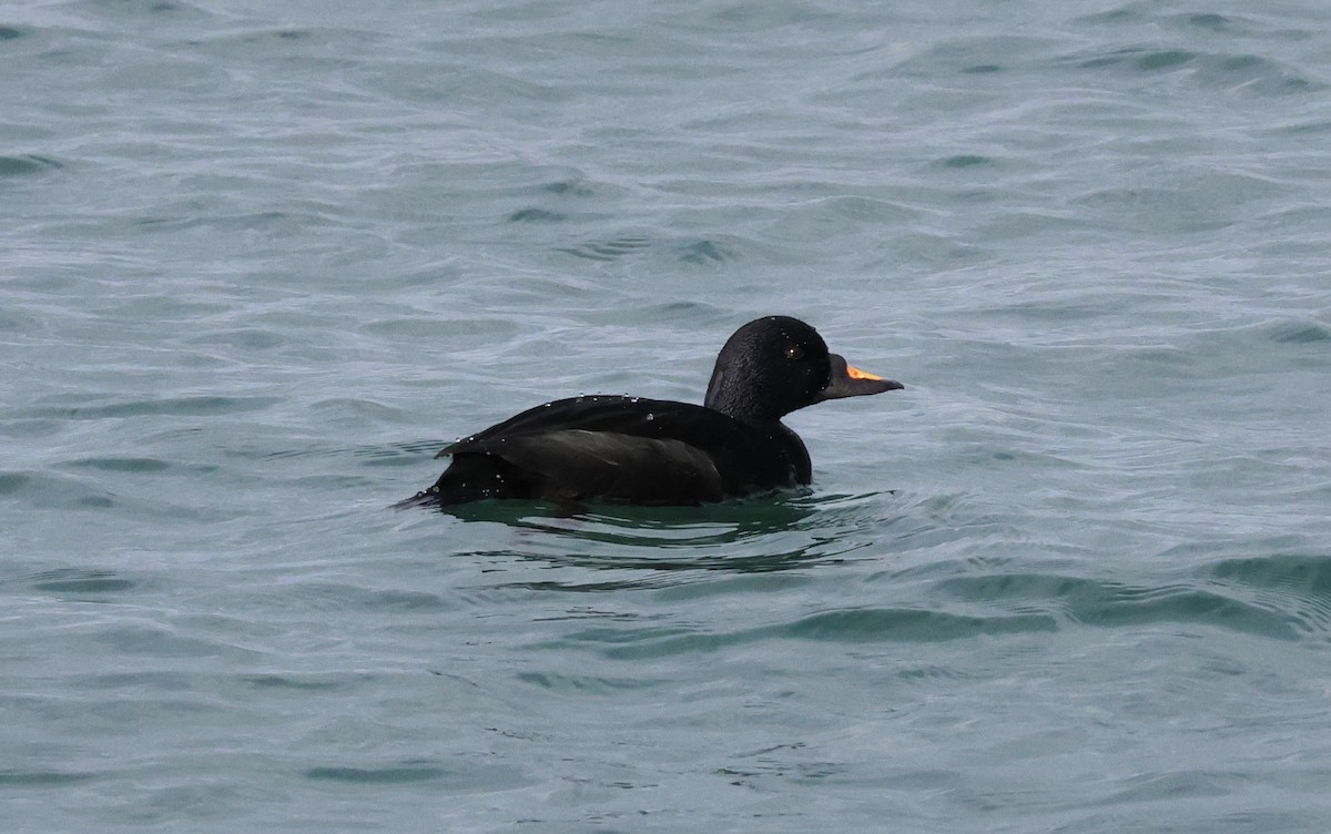 Common Scoter - ML644550349