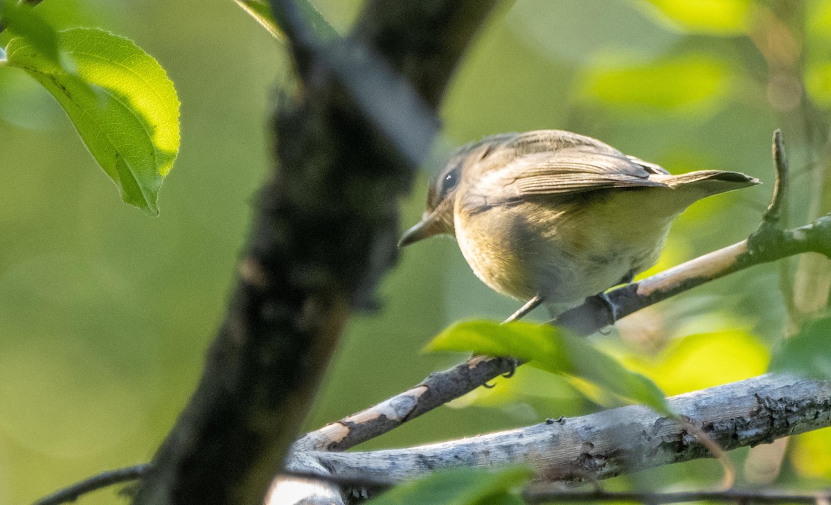 アカメモズモドキ - ML644550350