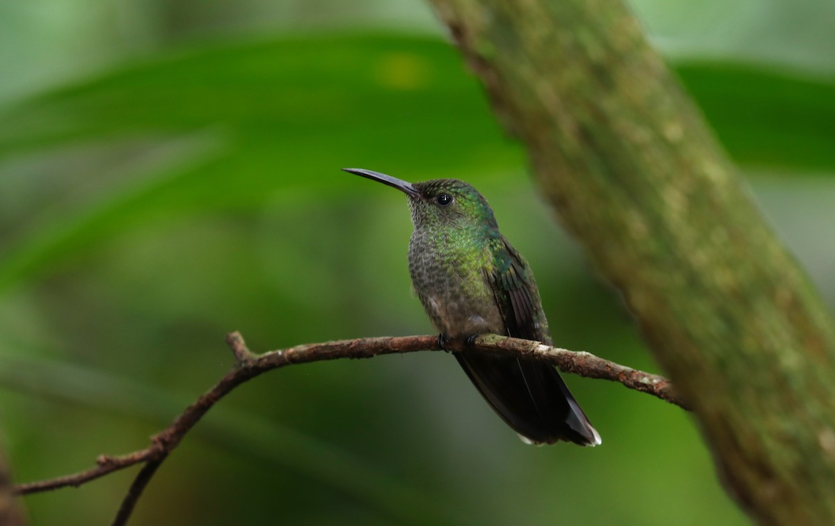 Чешуйчатогрудый саблекрыл - ML644550352