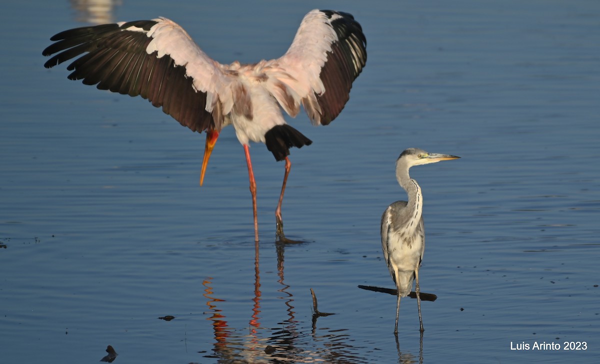 Gray Heron - ML644550353
