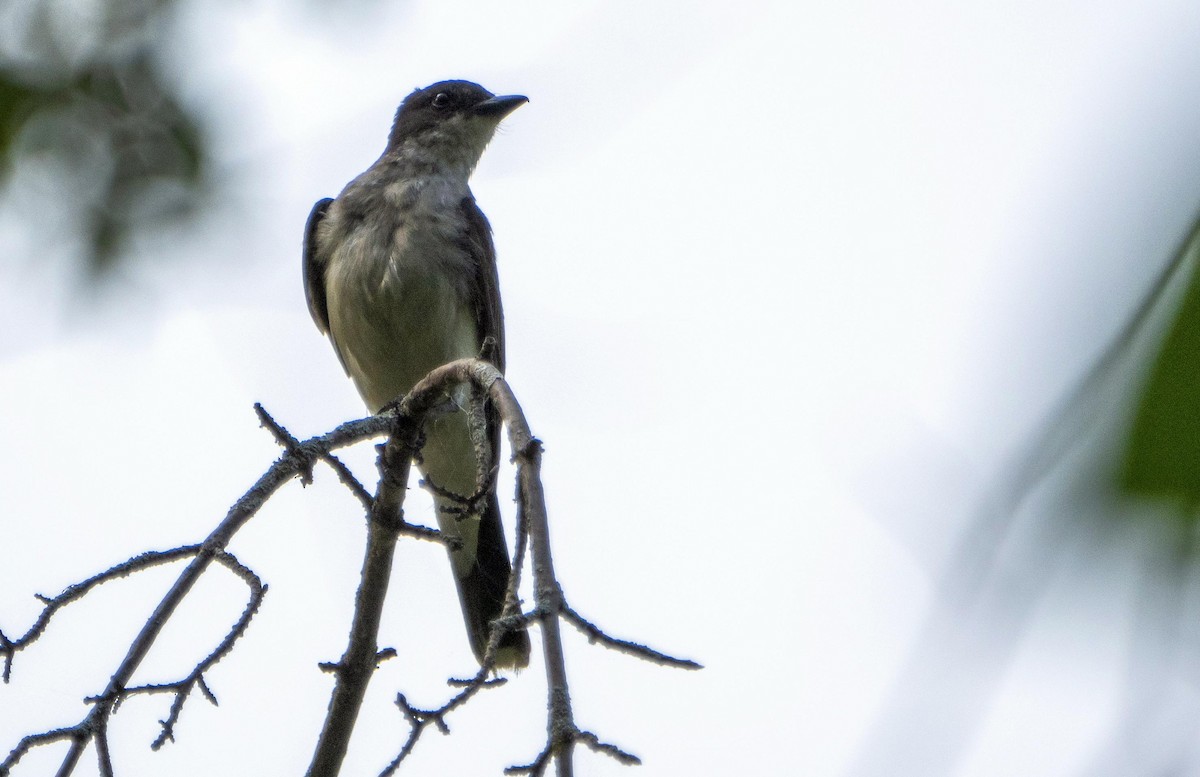 Tyran tritri - ML644550356