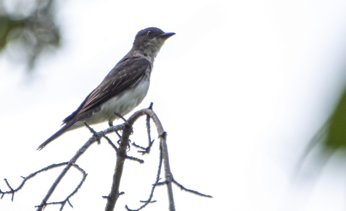 Tyran tritri - ML644550357