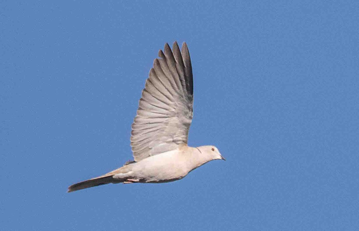Eurasian Collared-Dove - ML644550358