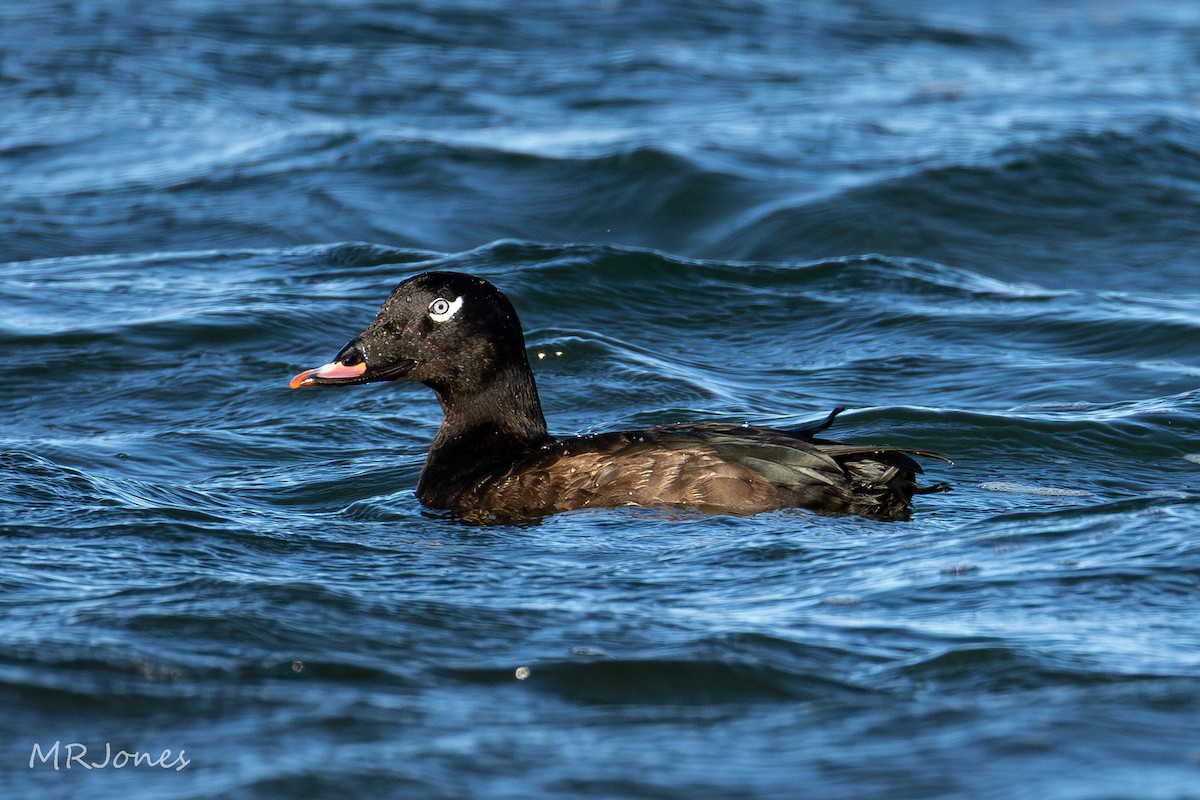 White-winged Scoter - ML644550359
