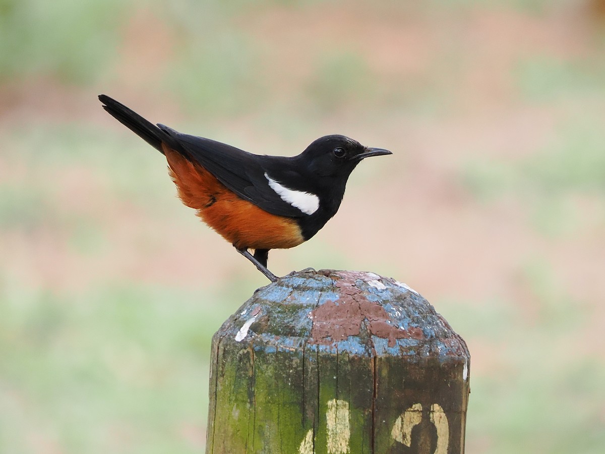 Mocking Cliff-Chat - ML644550380