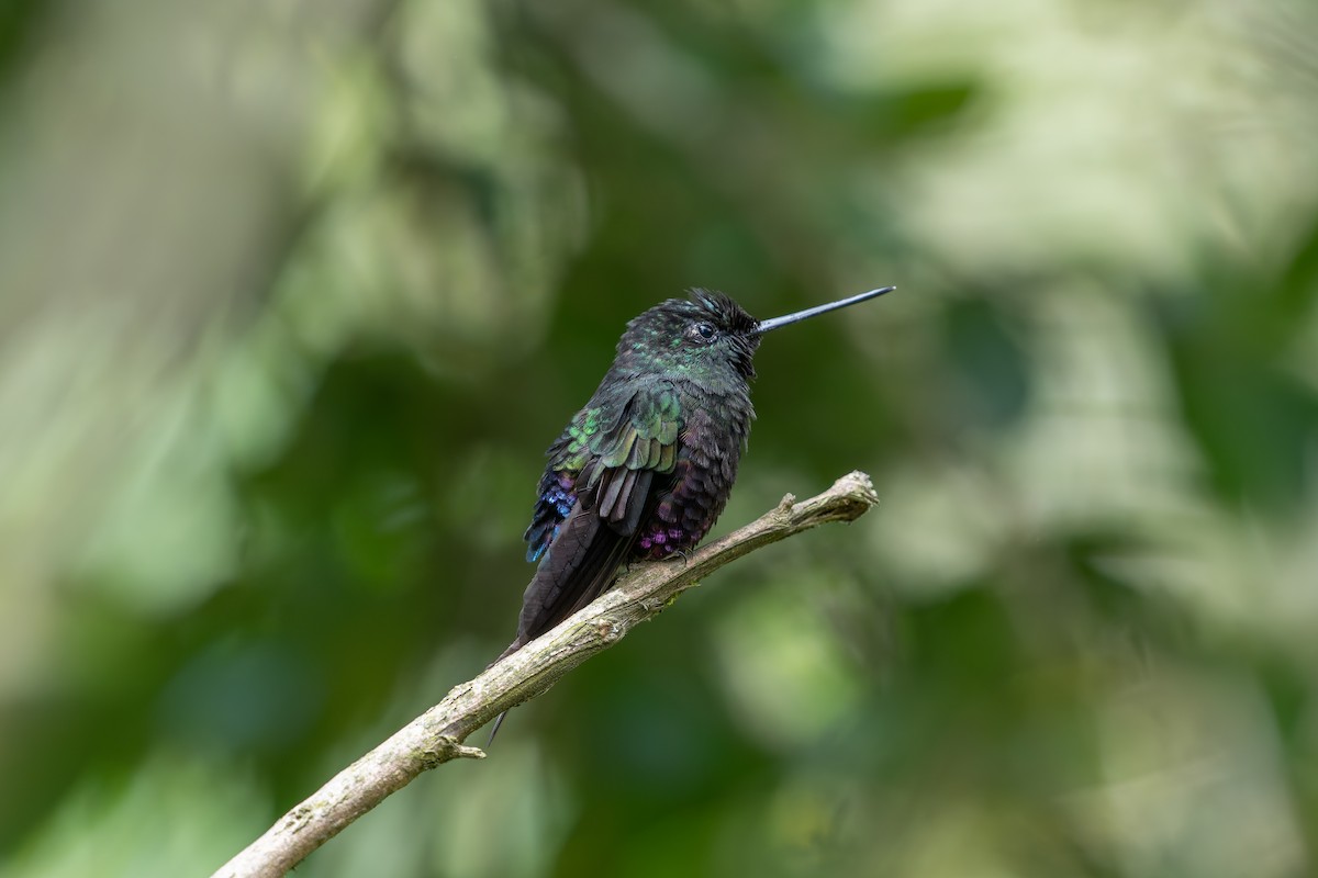 Колібрі-інка рожевочеревий - ML644550383