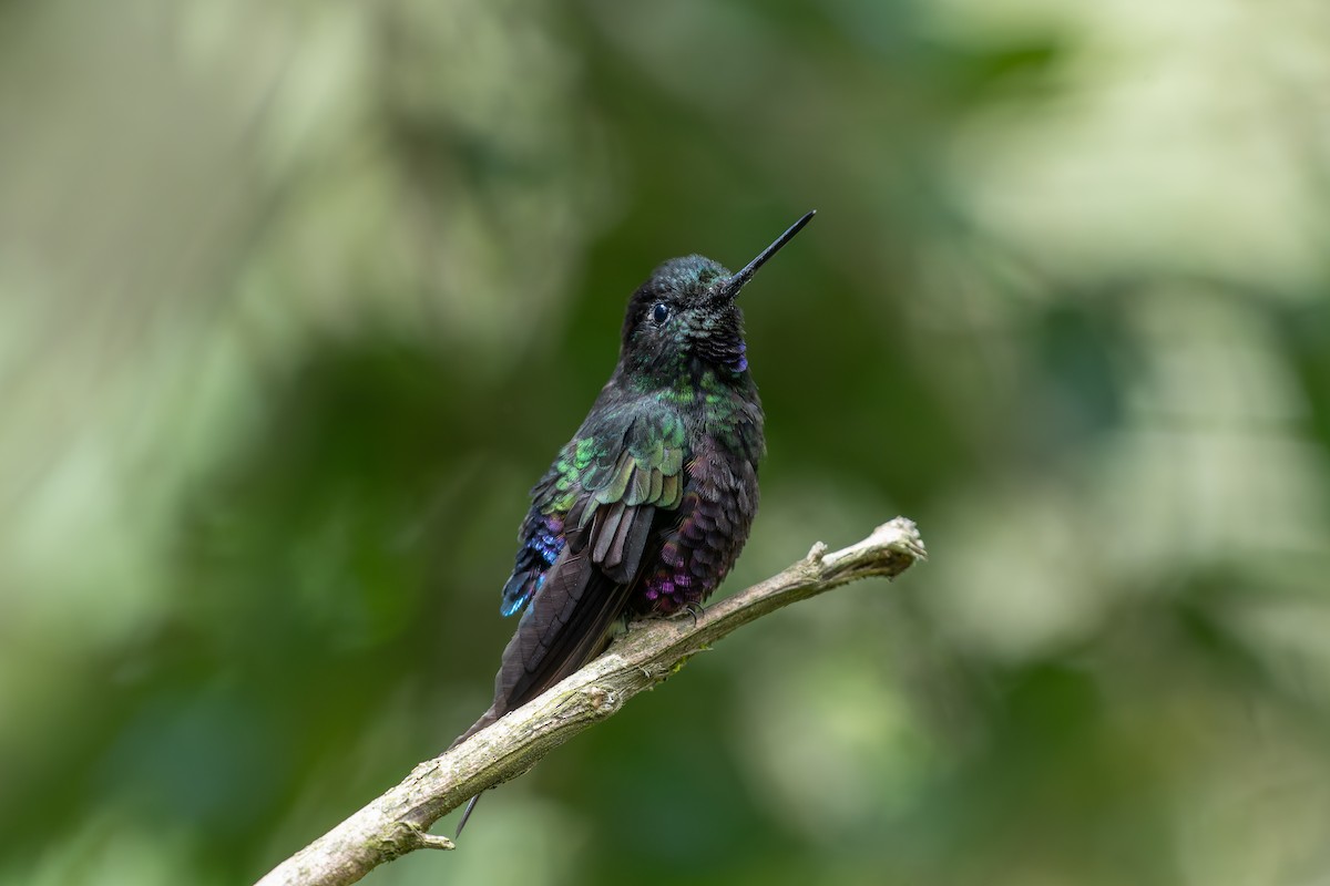 Колібрі-інка рожевочеревий - ML644550384